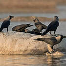 Corbeau familier