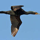 Cormoran à aigrettes