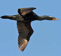 Cormoran à aigrettes