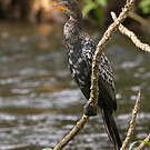 Cormoran africain