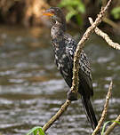 Cormoran africain