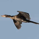 Cormoran africain