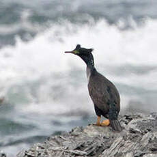 Cormoran de Featherston