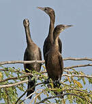 Cormoran de Vieillot