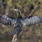 Cormoran de Vieillot