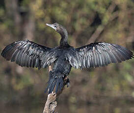 Cormoran de Vieillot