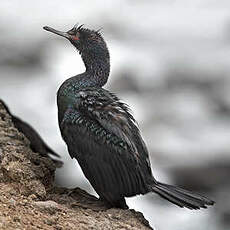 Cormoran pélagique