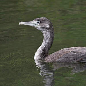 Cormoran varié