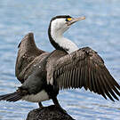 Cormoran varié