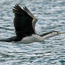 Cormoran varié