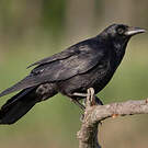 Corneille noire