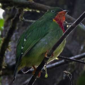 Cotinga à gorge rouge