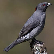 Cotinga à huppe rouge