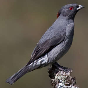 Watchful tendens loop Red-crested Cotinga - Ampelion rubrocristatus