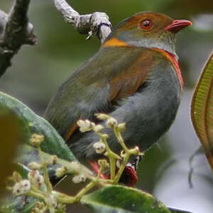 Cotinga cordon-rouge