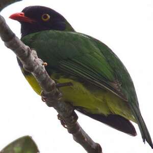 Cotinga de Lubomirsk