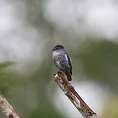 Cotinga manakin