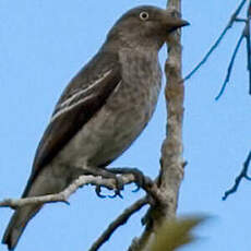 Cotinga porphyrion