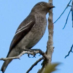 Cotinga porphyrion