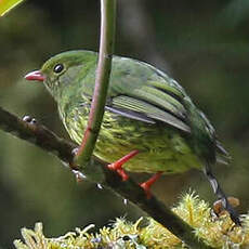 Cotinga vert et noir