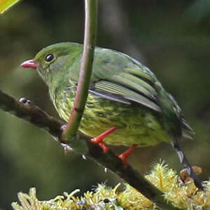 Cotinga vert et noir