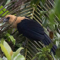 Coucal à tête fauve