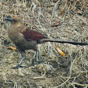 Coucal des Andaman