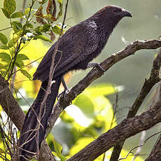 Coucal faisan