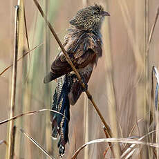 Coucal rufin