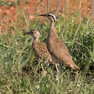 Courvite de Somalie