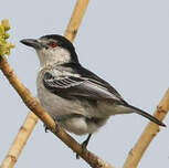 Cubla boule-de-neige