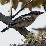Cubla boule-de-neige
