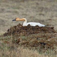 Cygne de Bewick