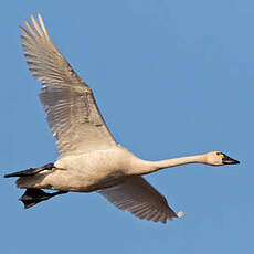 Cygne de Bewick