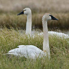 Cygne de Bewick