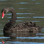 Cygne noir