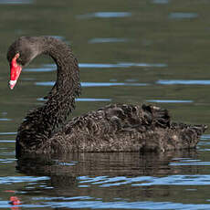 Cygne noir