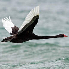 Cygne noir