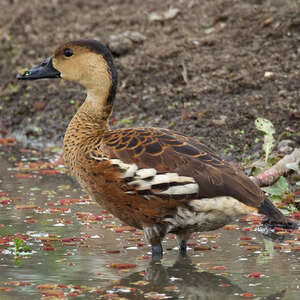 Dendrocygne à lunules