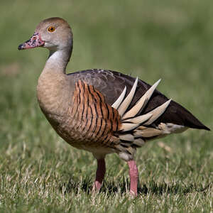 Dendrocygne d'Eyton