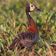 Dendrocygne veuf