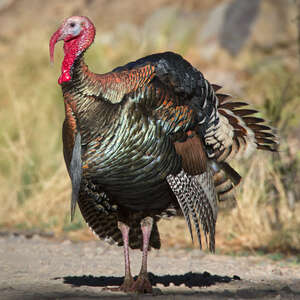 Wild Turkey Meleagris Gallopavo