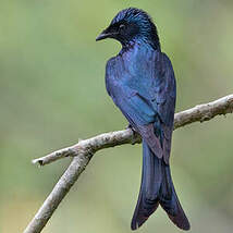 Drongo bronzé