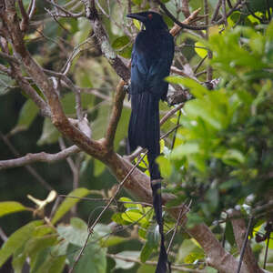 Drongo de Nouvelle-Irlande