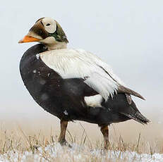 Eider à lunettes