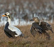 Eider à lunettes