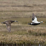 Eider à lunettes