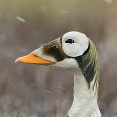 Eider à lunettes