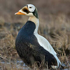 Eider à lunettes