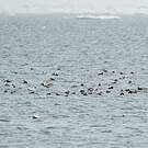 Eider à lunettes